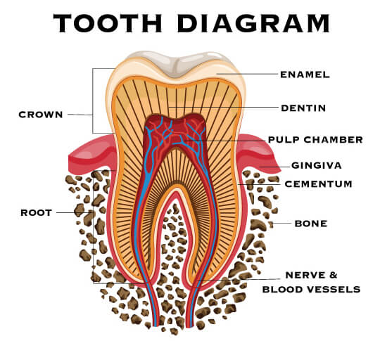 Tooth anatomy diagram used to explain root canal treatment